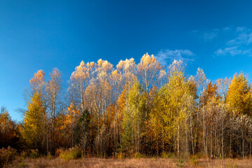 Fototapeta na wymiar Autumn forest nature. Vivid morning in colorful forest on blue sky background. Scenery of nature with sunlight