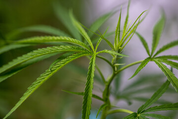Fototapeta na wymiar Background of fresh green cannabis leaf, marijuana vegetation plants,