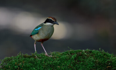 A beautiful colorful bird perched on a moss log in the morning sunlight. Fairy pitta.