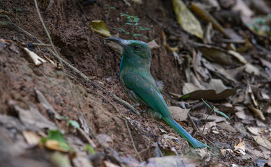 Obraz premium Blue-bearded Bee-eater (Nyctyornis athertoni) Green body, black curved mouth, forehead and crown turquoise The fur is long from the neck to the blue chest.