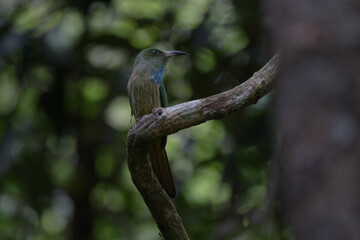 Blue-bearded Bee-eater (Nyctyornis athertoni) Green body, black curved mouth, forehead and crown turquoise The fur is long from the neck to the blue chest.