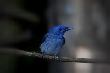 Black-naped Blue Flycatcher catch on his nest with green background.