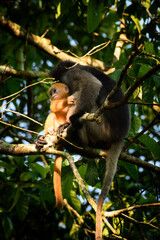 Fototapeta premium Dusky Langur, Spectacled Langur Southern langur The body color is gray, hands, feet black, face dark gray or gray black. The area around the eyes is white. similar to wearing glasses. Phetchaburi.