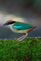 A beautiful colorful bird perched on a moss log in the morning sunlight. Fairy pitta.