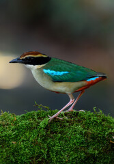 A beautiful colorful bird perched on a moss log in the morning sunlight. Fairy pitta.