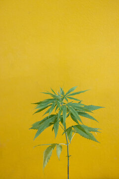Background of fresh green cannabis leaf, marijuana vegetation plants, © sinhyu