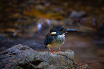 Blue-banded Kingfisher standing on stone flowing streams rivers in primary rainforest.