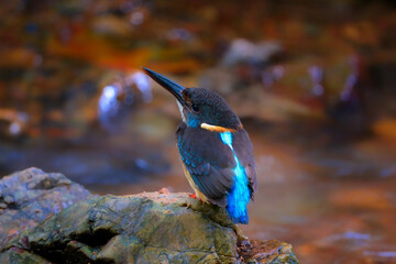 Blue-banded Kingfisher standing on stone flowing streams rivers in primary rainforest.