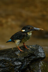 Blue-banded Kingfisher standing on stone flowing streams rivers in primary rainforest.
