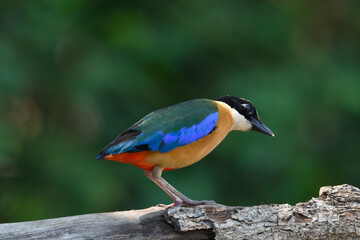 Fototapeta premium Blue-winged Pitta (Pitta moluccensis) sticking to branches for food.