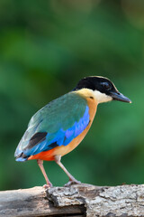 Blue-winged Pitta (Pitta moluccensis) sticking to branches for food.