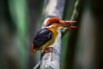 Oriental Dwarf Kingfisher (Ceyx erithaca) sticking to branches for food.