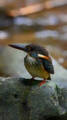 Blue-banded Kingfisher standing on stone flowing streams rivers in primary rainforest.