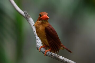 Ruddy Kingfisher  is taking rest in the shade of tree. Bangkok, Thailand.