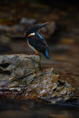 Blue-banded Kingfisher standing on stone flowing streams rivers in primary rainforest.