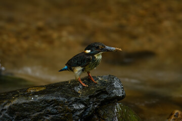Blue-banded Kingfisher standing on stone flowing streams rivers in primary rainforest.
