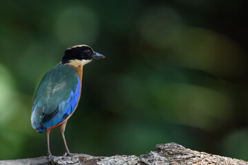 Blue-winged Pitta (Pitta moluccensis) sticking to branches for food.