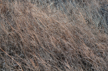 Background of dry yellowed grass with seeds close up.