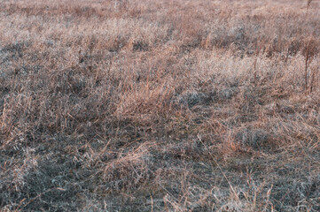 Background of dry yellowed grass with seeds close up.