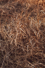 Background of dry yellowed grass with seeds close up.