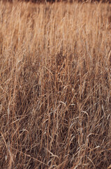 Background of dry yellowed grass with seeds close up.