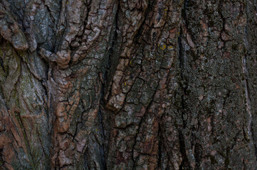 Background from the bark of a rough old tree closeup
