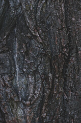 Background from the bark of a rough old tree closeup