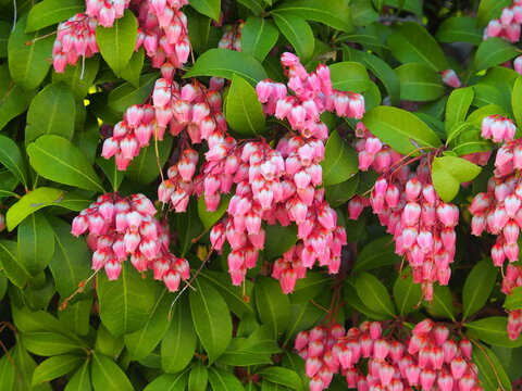 ❤️馬酔木様❤️写真❶ 馬酔木 Images – Browse 956 Stock Photos, Vectors, and Video