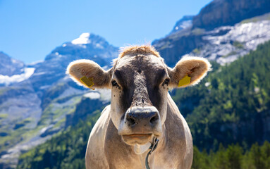 cows in alps