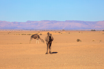 Wild Camels among the dry Orange Sands of the Sahara desert, Algeria
