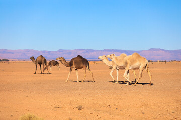 Wild Camels among the dry Orange Sands of the Sahara desert, Algeria - obrazy, fototapety, plakaty