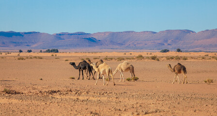 Fototapeta na wymiar Wild Camels among the dry Orange Sands of the Sahara desert, Algeria
