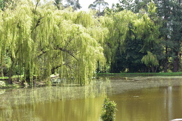 lake in the park