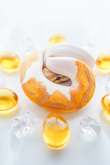 CG Banana Pied Ball Python Snake