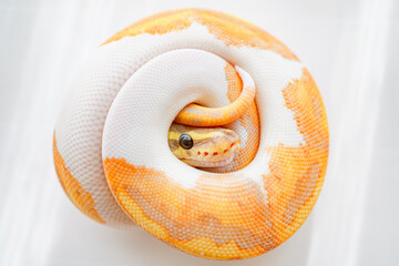 CG Banana Pied Ball Python Snake - obrazy, fototapety, plakaty