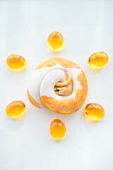 CG Banana Pied Ball Python Snake