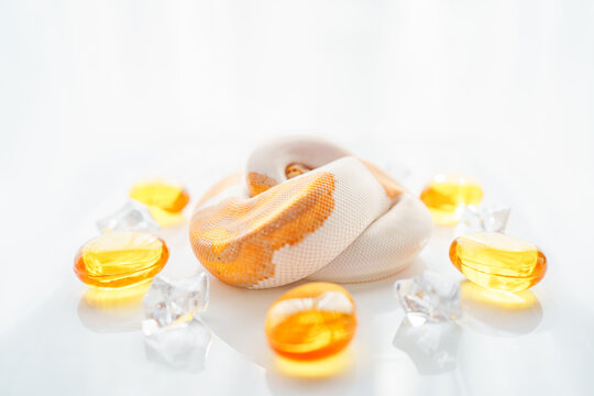 CG Banana Pied Ball Python Snake