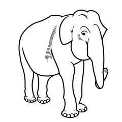 Fototapeta premium Elefante