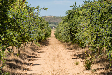 Fototapeta na wymiar endrino, Prunus spinosa, para fabricacion tradicional de patxaran, Navarra, Spain, Europe