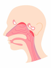 鼻の構造、断面を図解／Illustrate the structure and cross section of the nose
