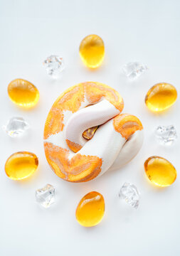 CG Banana Pied Ball Python Snake