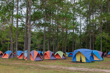 Tents camping area in the pine park. Landscape natural area with pine and green grass.