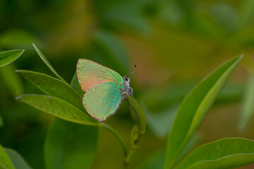 Obraz premium Callophrys rubi, tiny butterfly with a wonderful green color