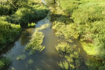 Fototapeta na wymiar Wassergrass am Bach