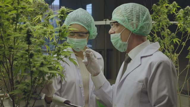 Cannabis Sativa or Cannabis Indica medical plant farming agriculture with scientist working hemp flower bud research for medicine 4k high quality video footage