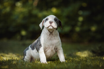 puppy american staffordshire terrier