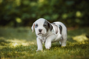 puppy american staffordshire terrier