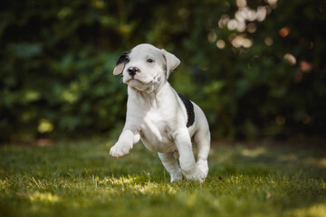 puppy american staffordshire terrier