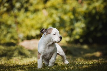 puppy american staffordshire terrier