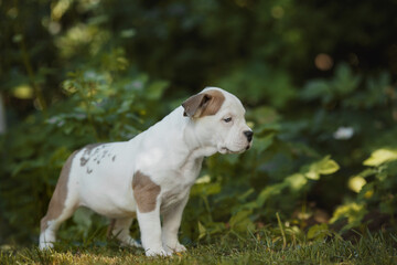 puppy american staffordshire terrier